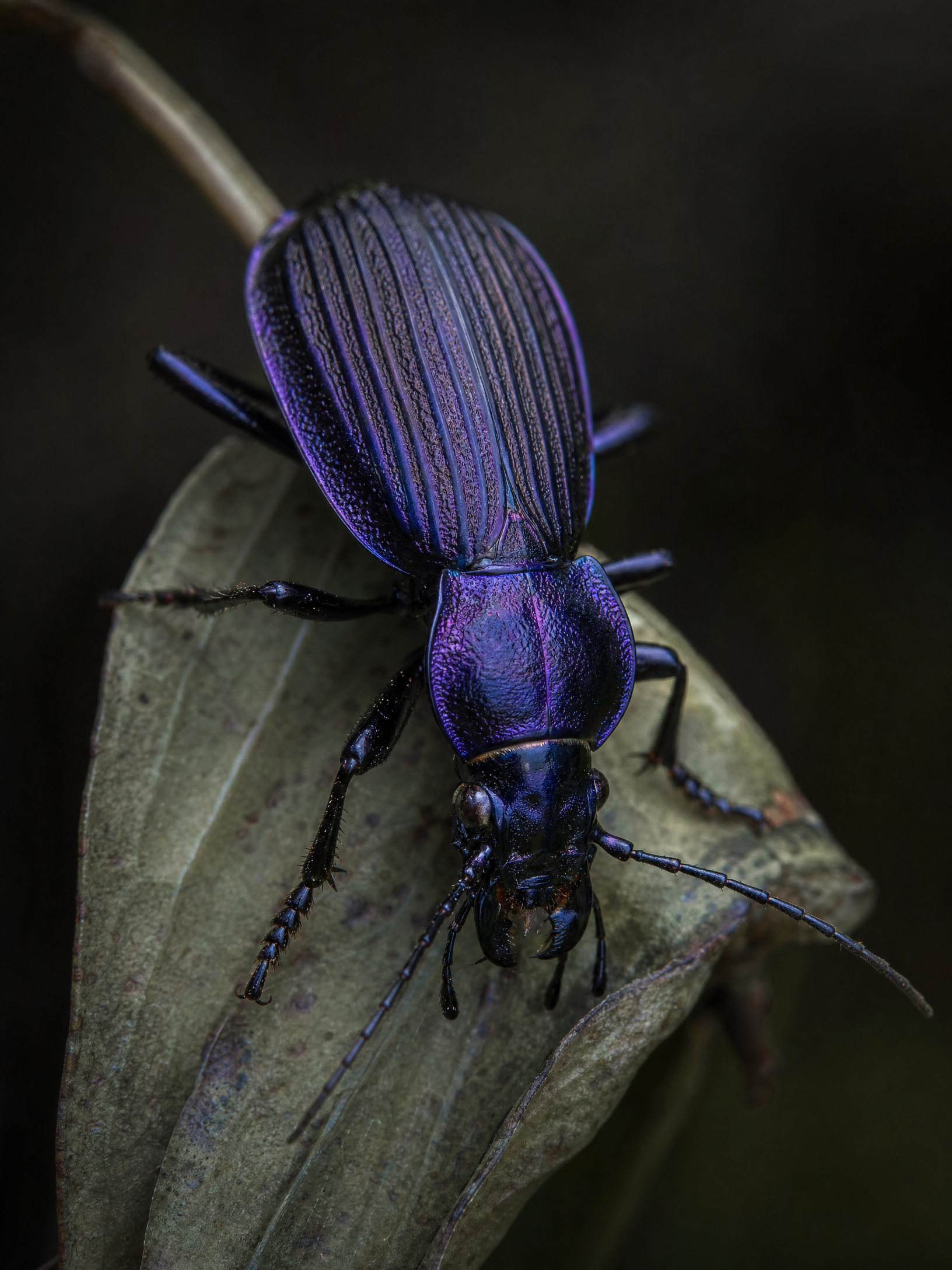 Violet Ground Beetle
