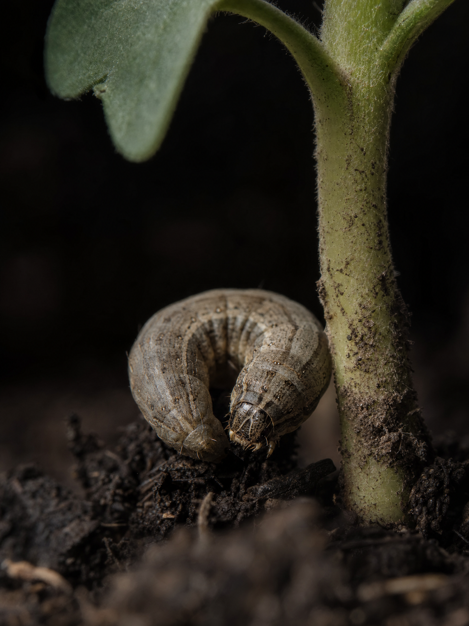 Cutworm