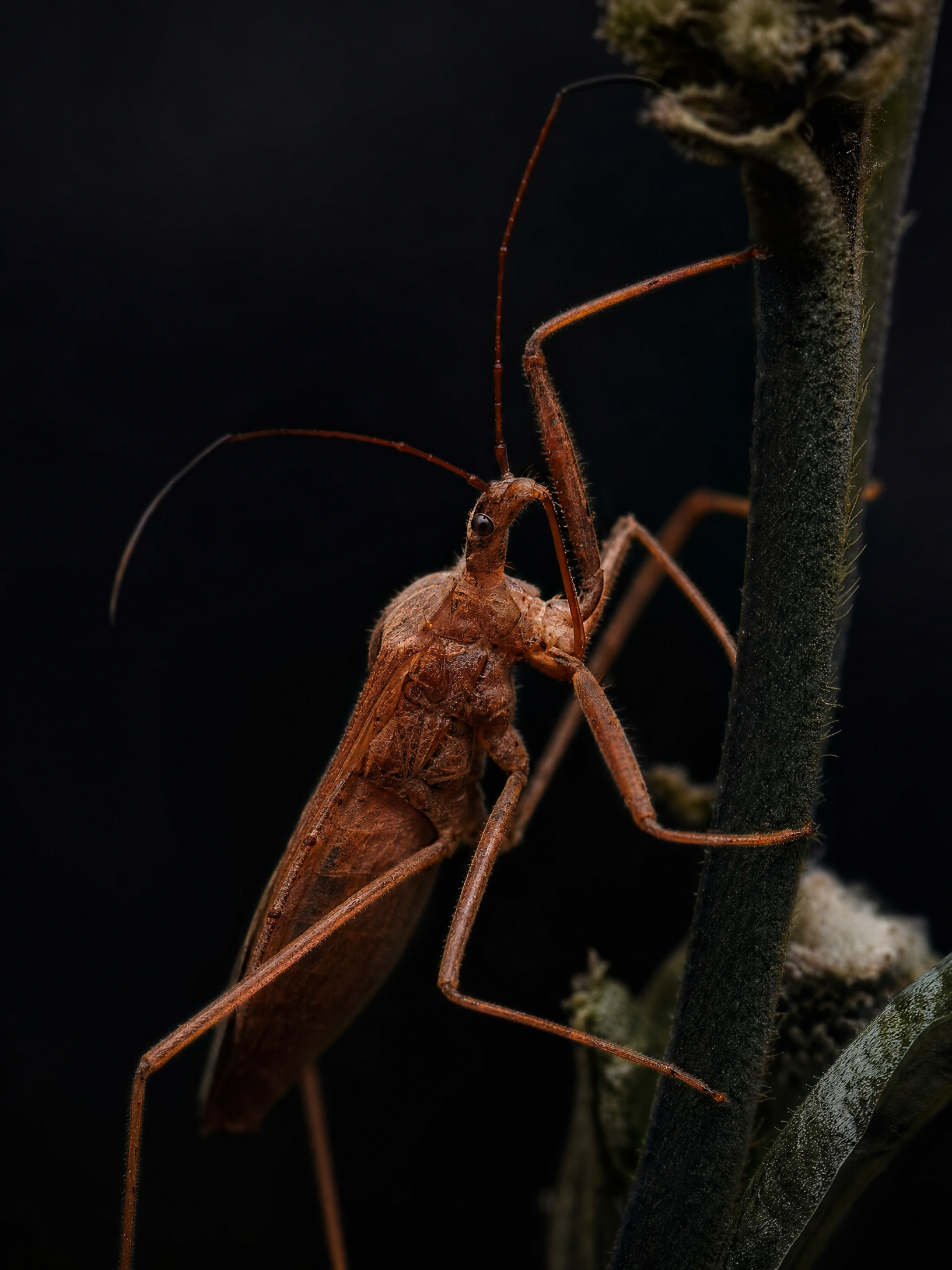 Assassin Bug