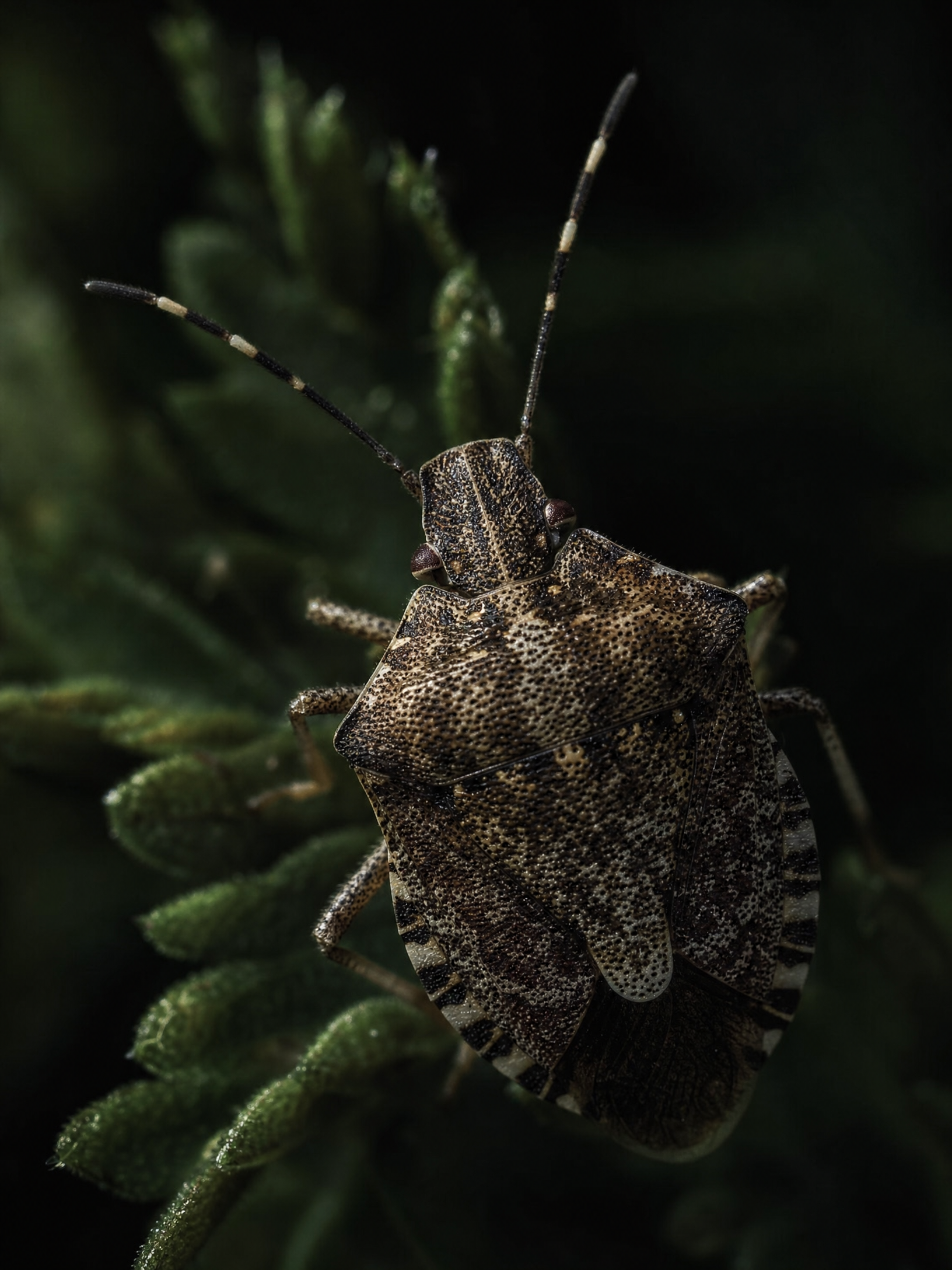 Brown Marmorated Stink Bug