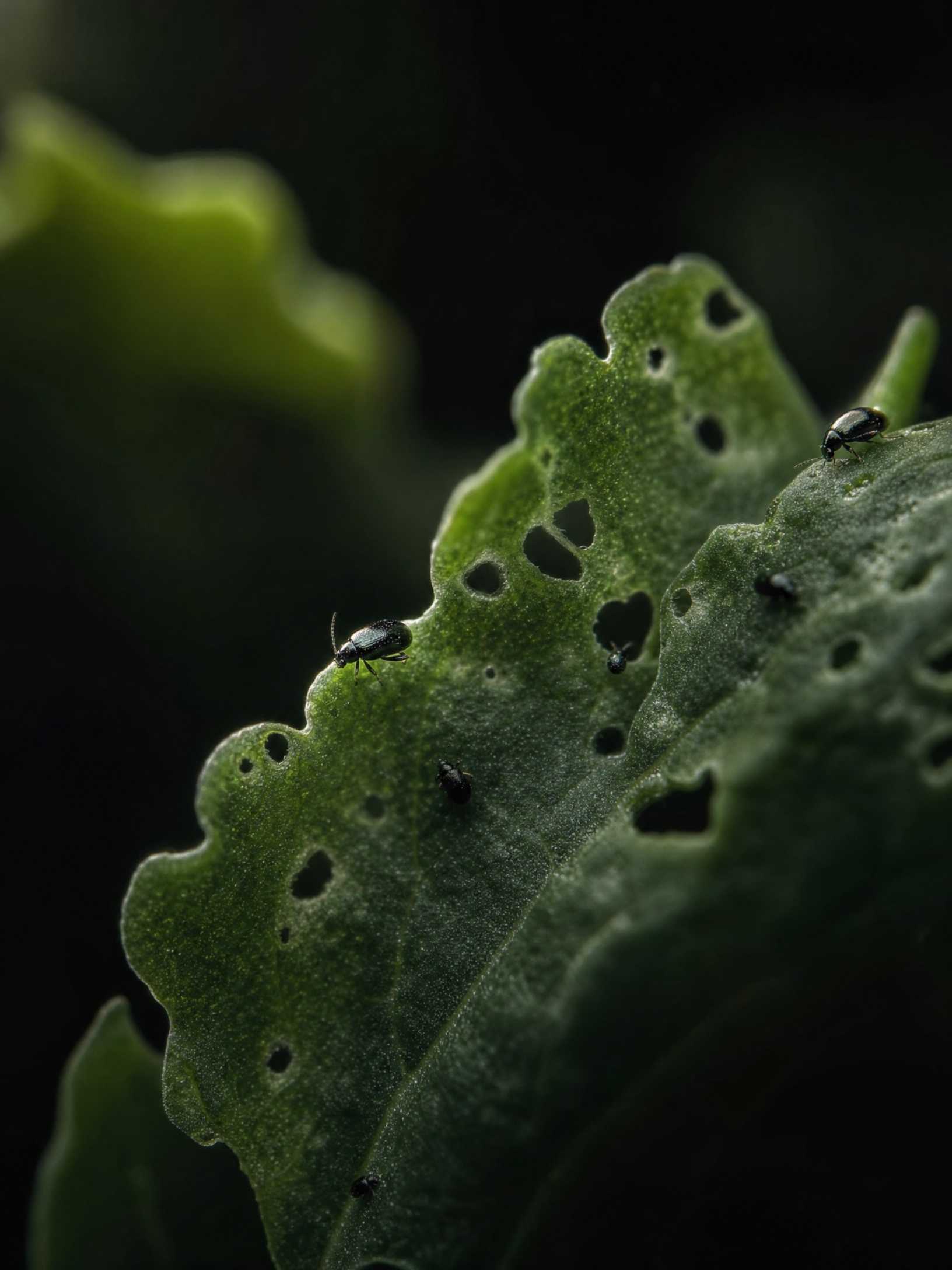 Flea Beetle
