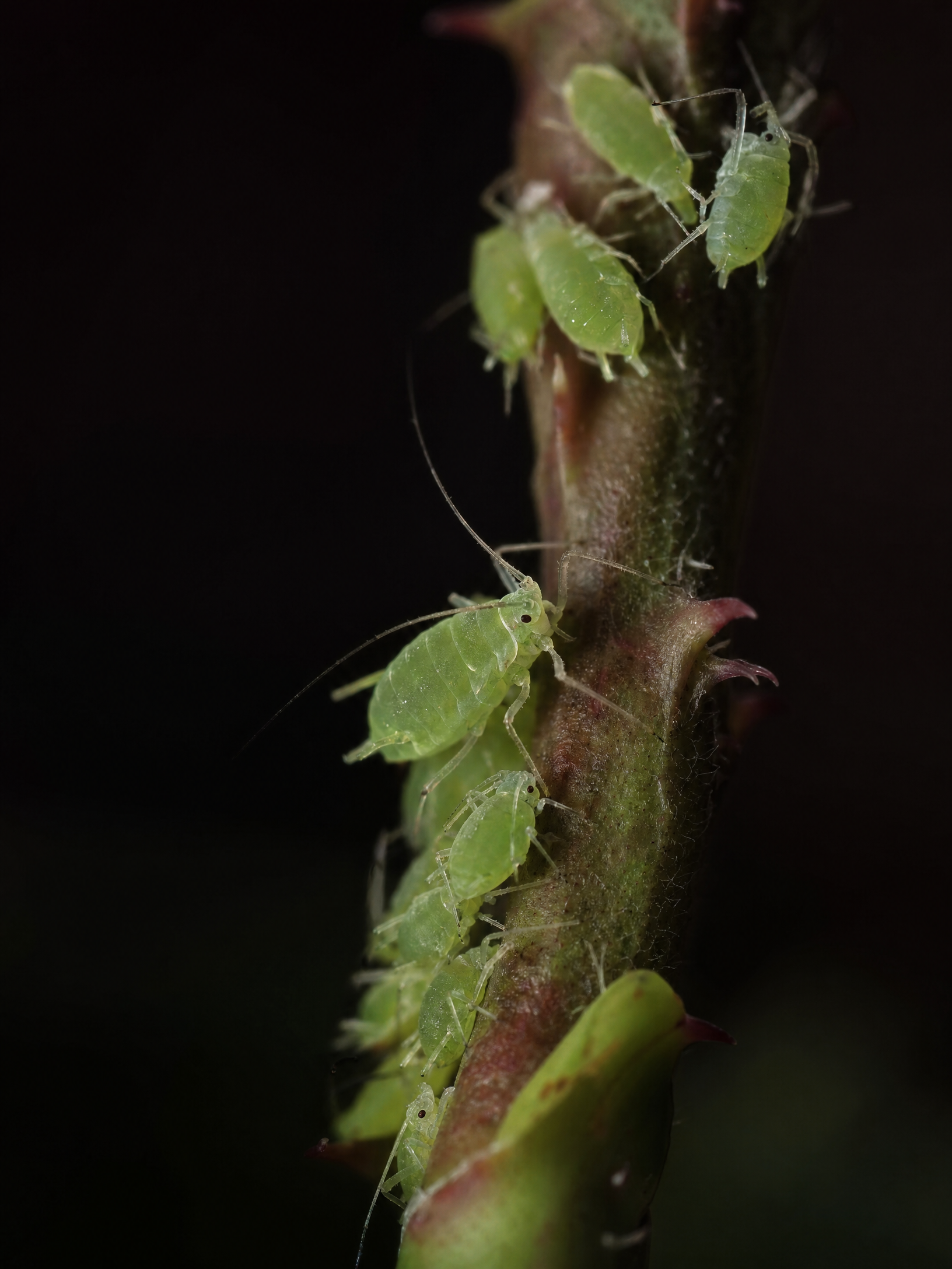 Green Aphid