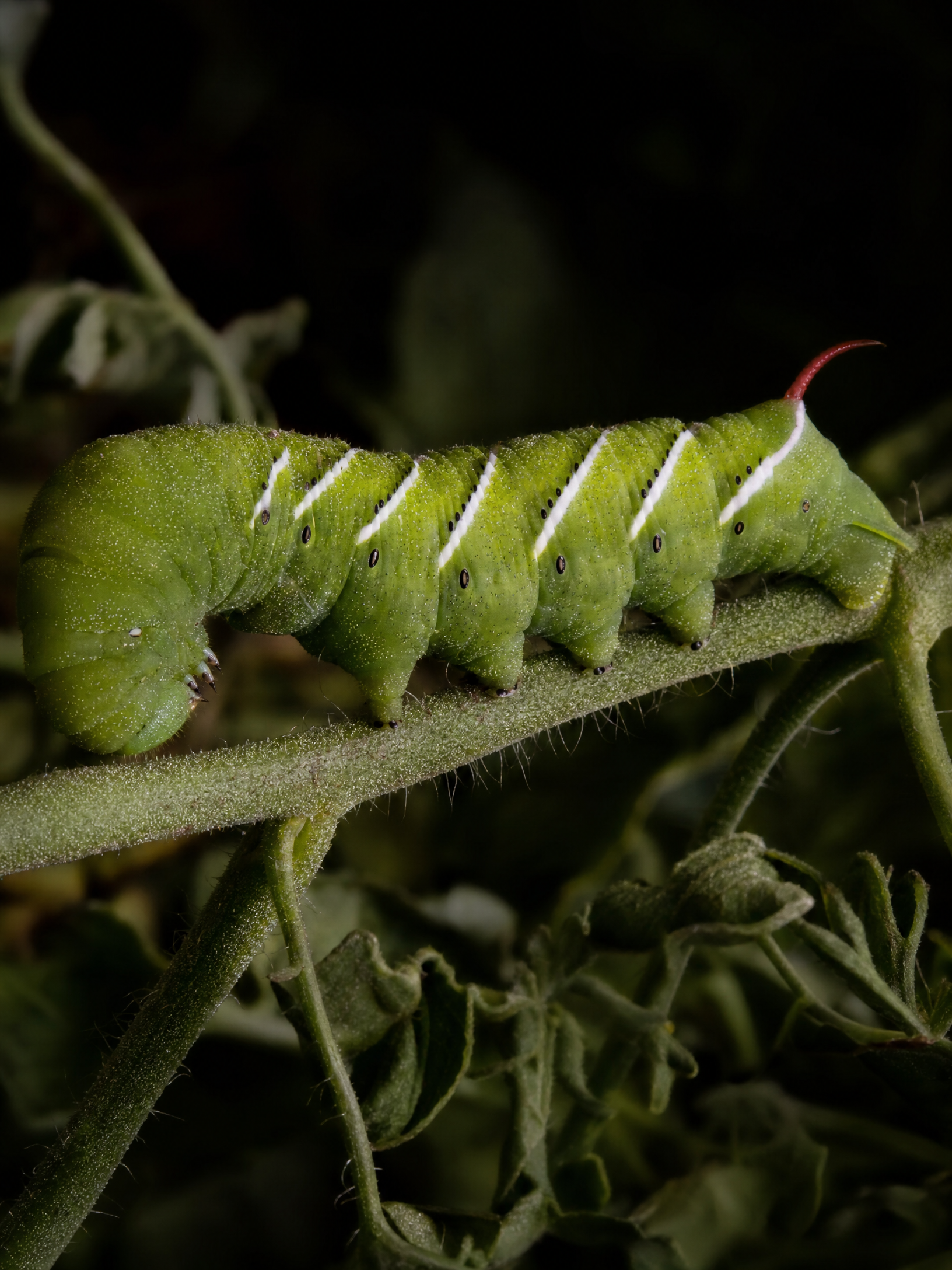 Tomato Hornworm