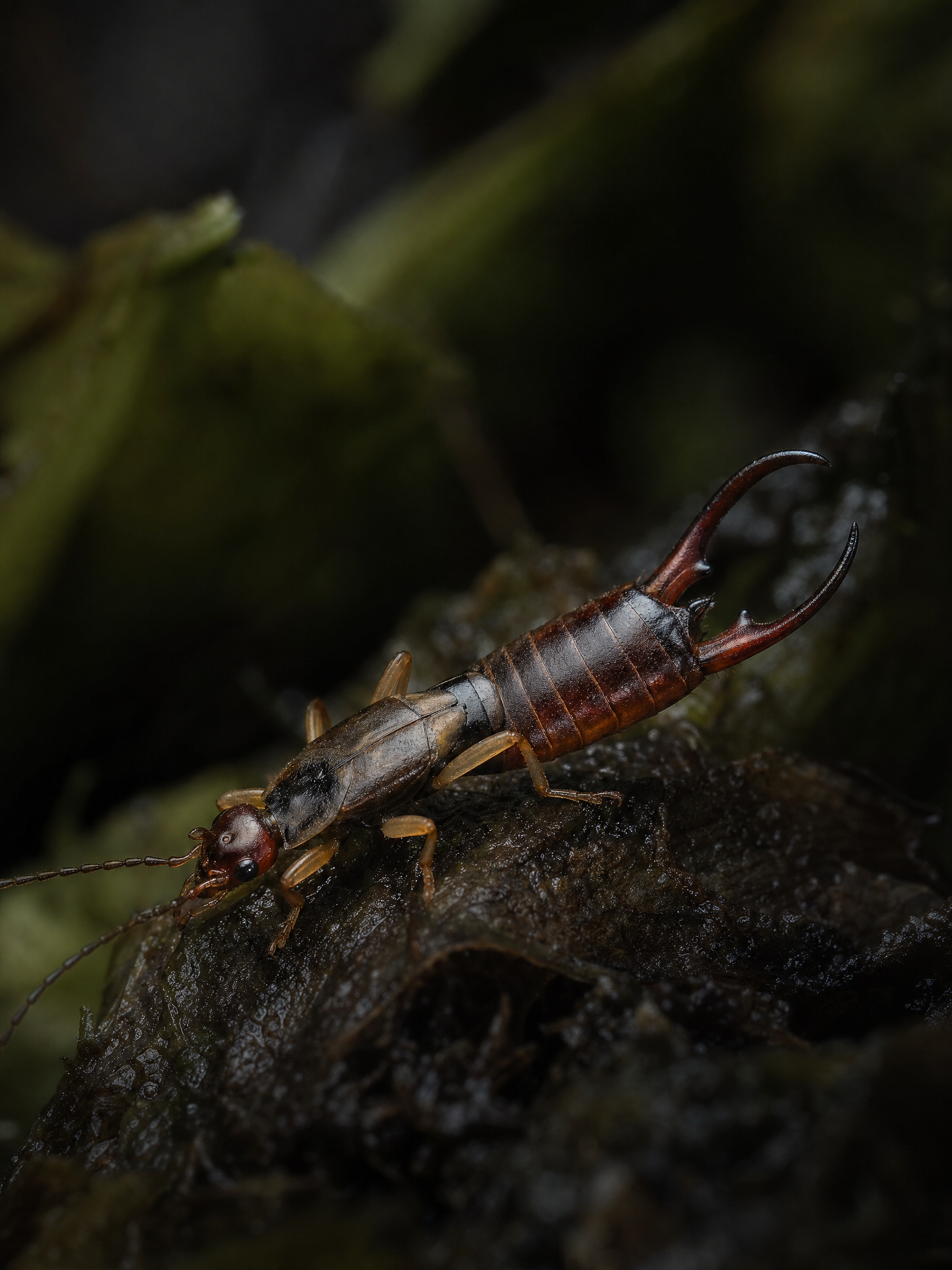 Earwig
