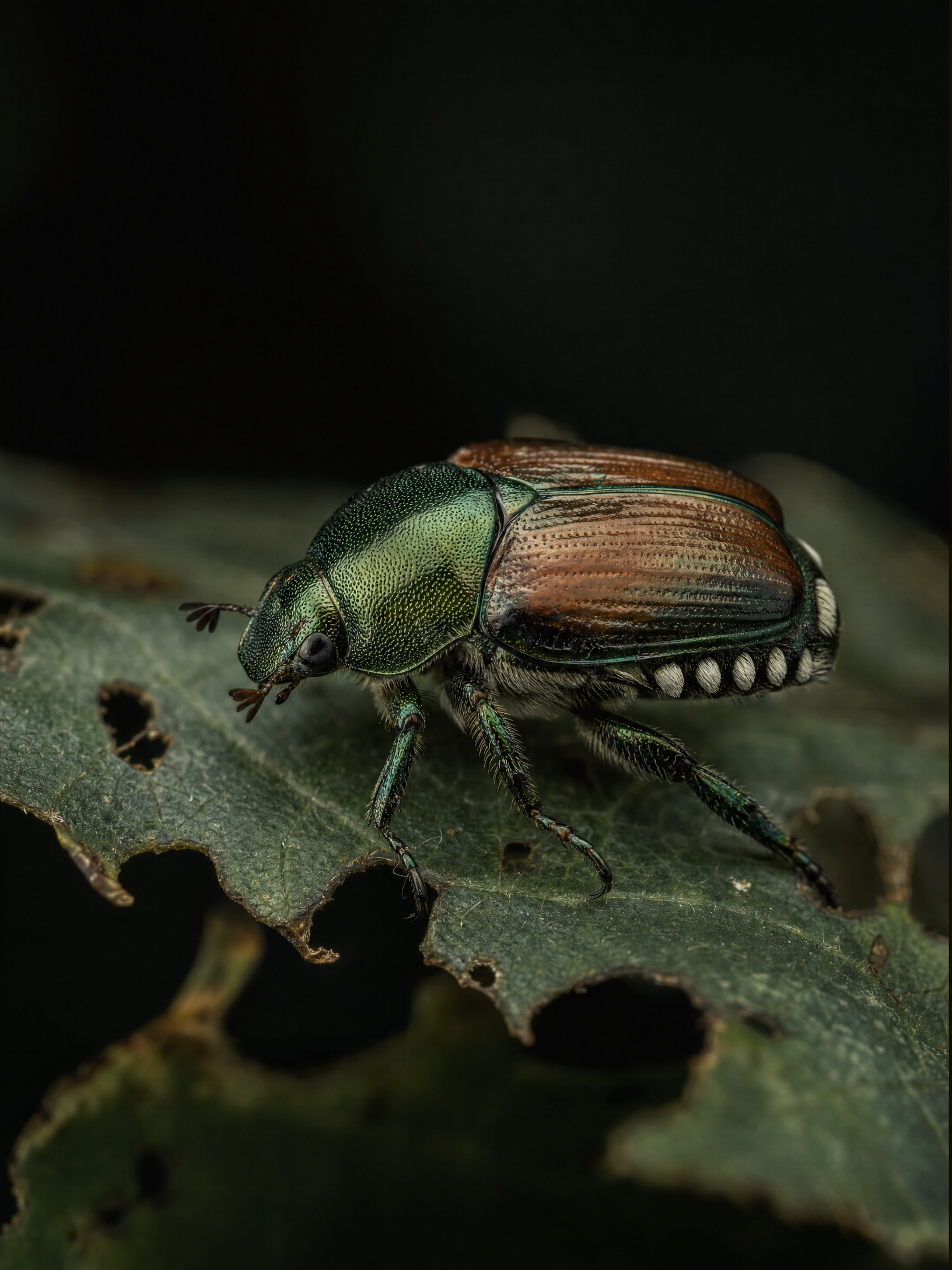 Japanese Beetle