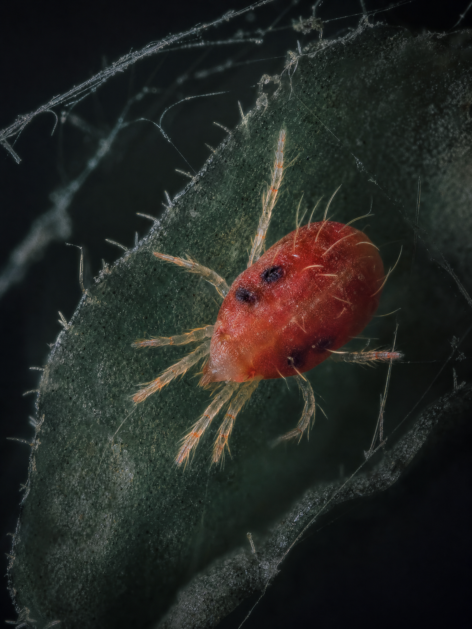 Two-Spotted Spider Mite