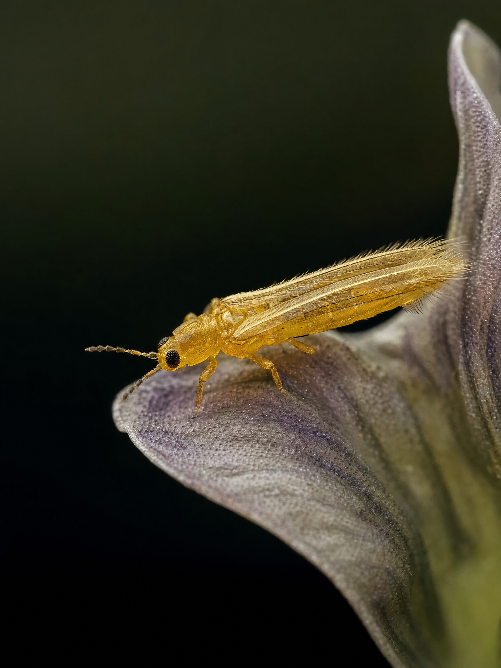 Western Flower Thrips