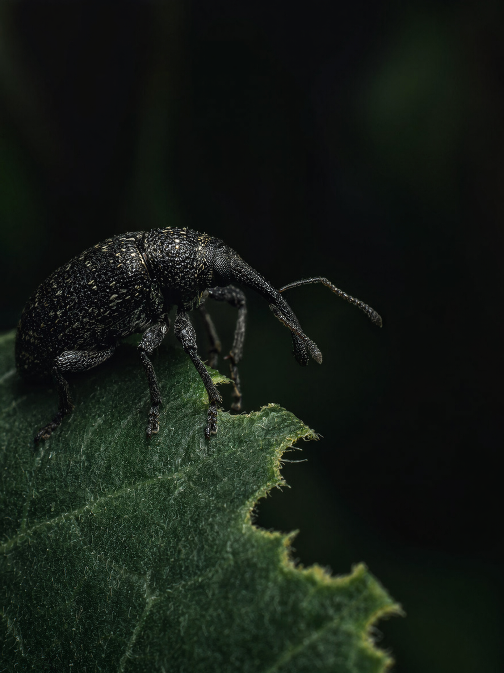 Vine Weevil