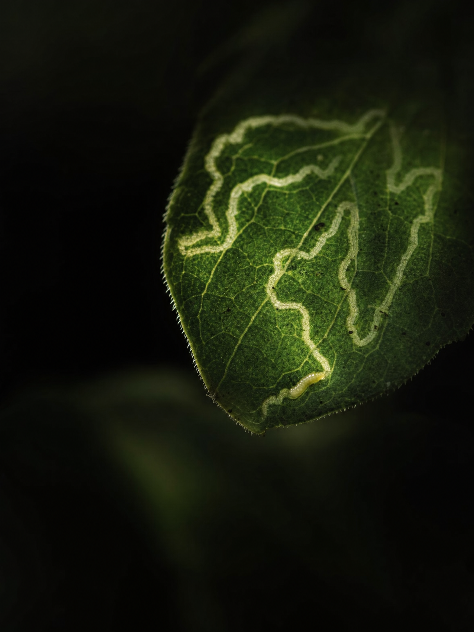 Leafminer