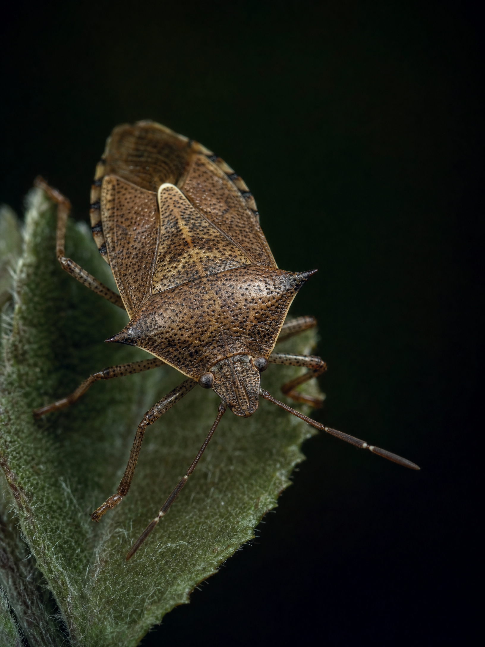 Spined Soldier Bug