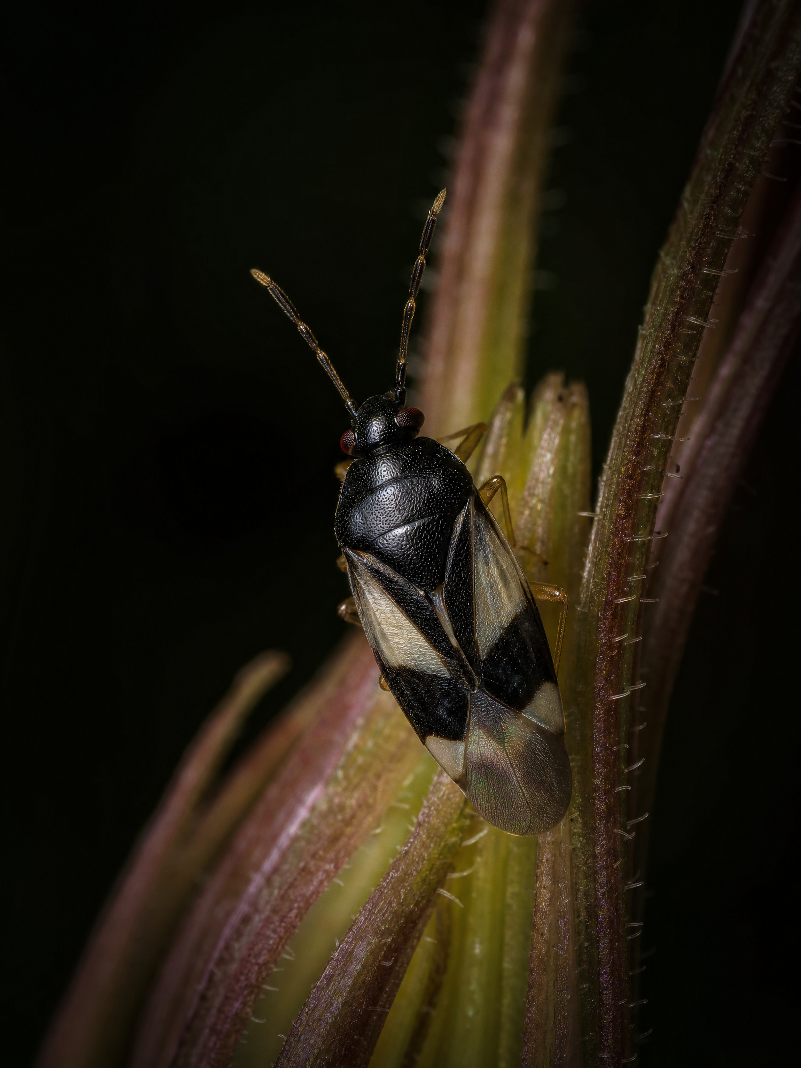 Minute Pirate Bug