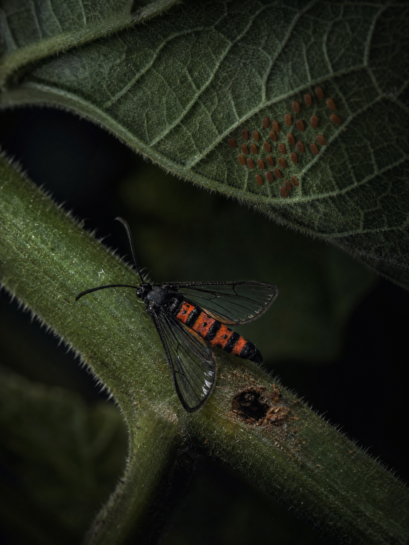 Squash Vine Borer
