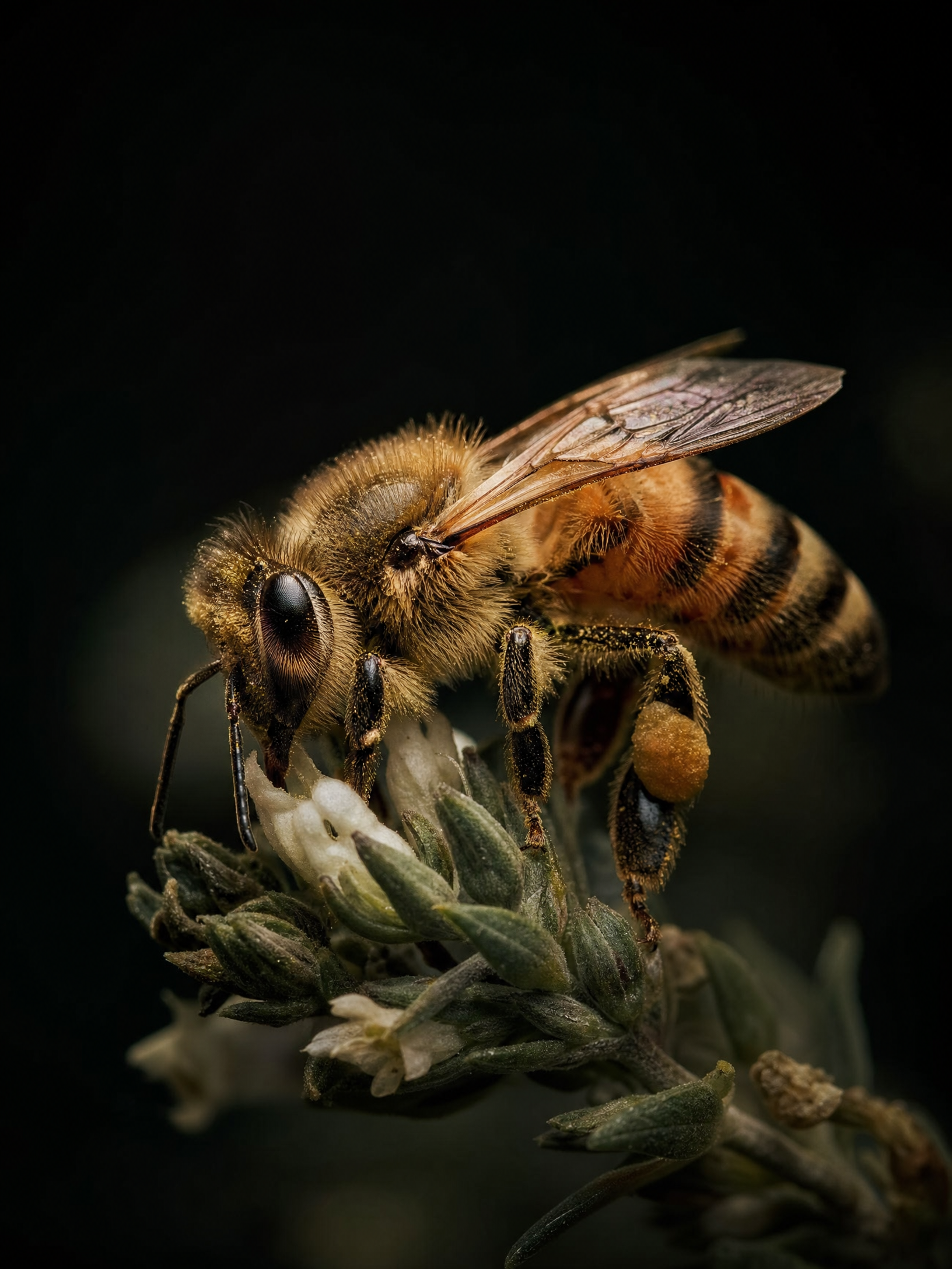 Honey Bee