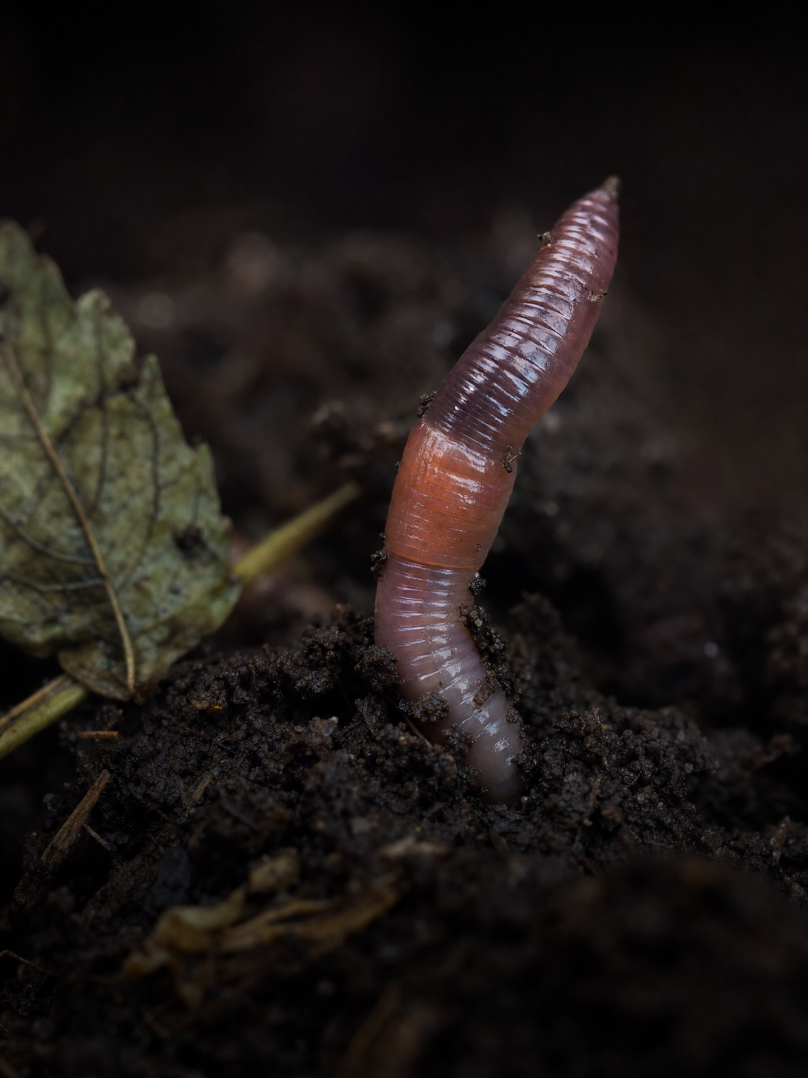 Earthworm