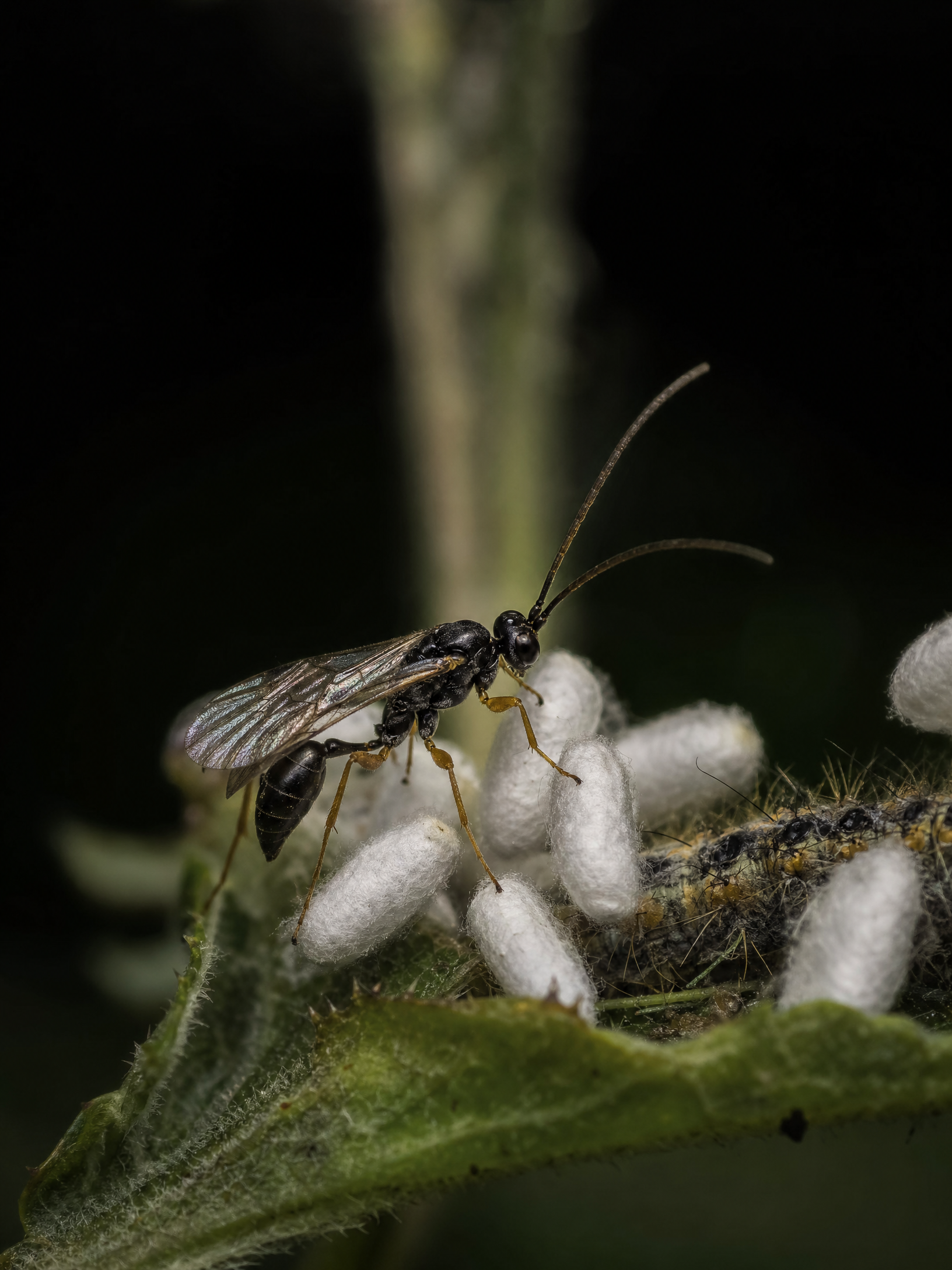 Braconid Wasp