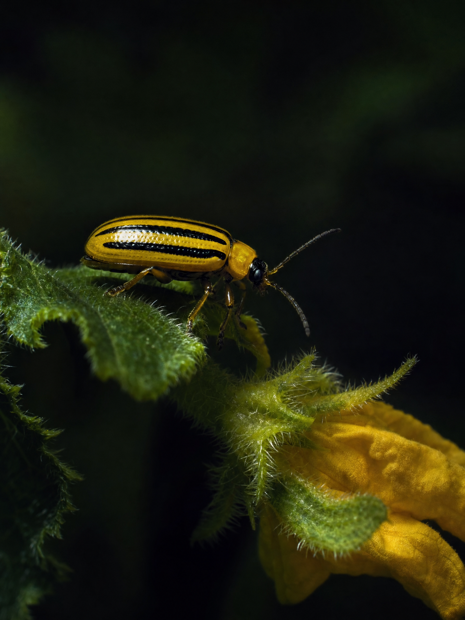 Striped Cucumber Beetle