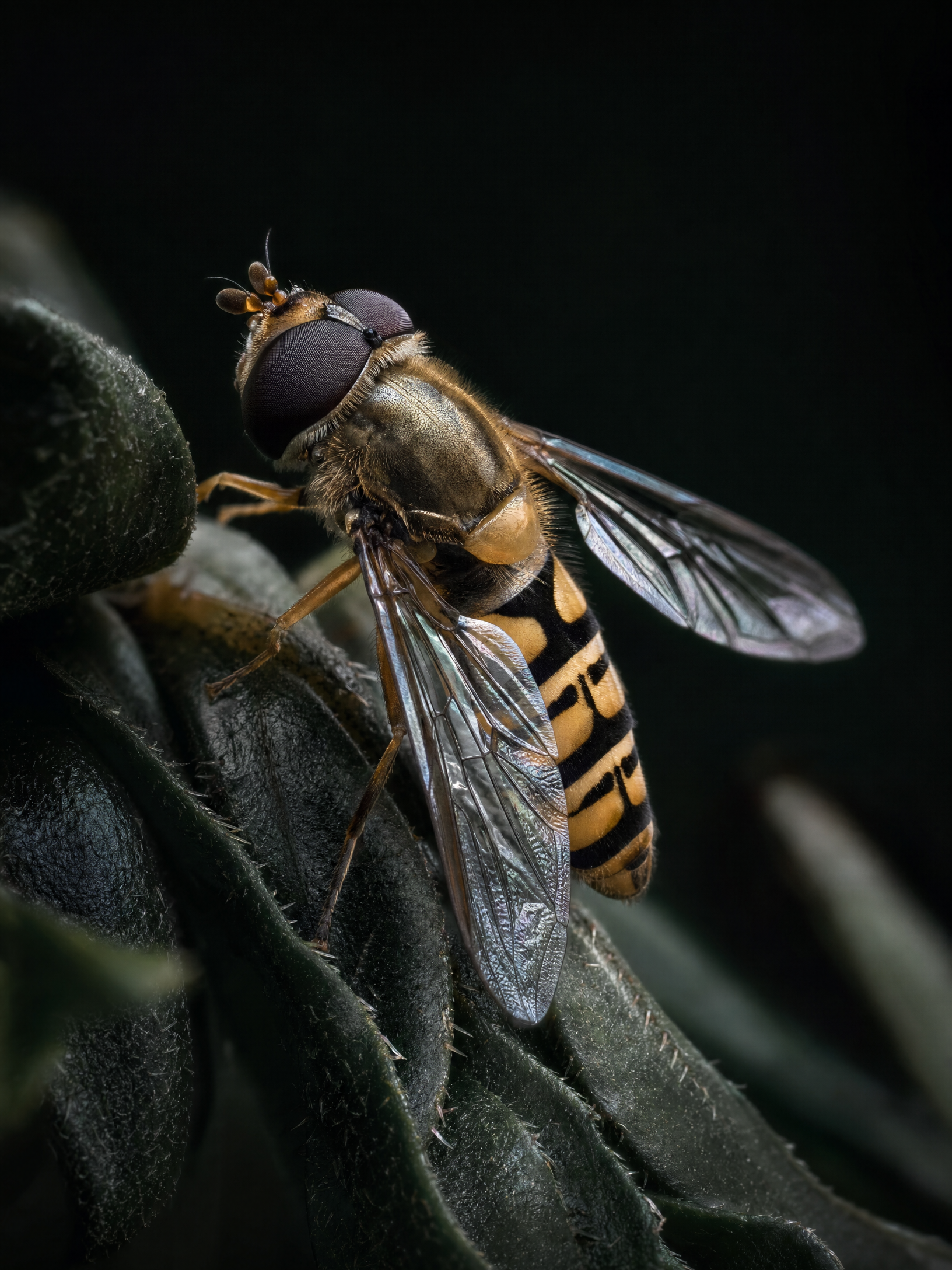 Hoverfly