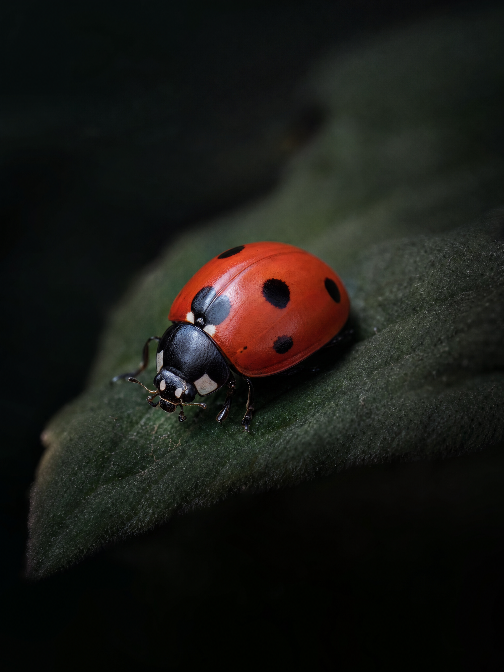 Seven-Spot Ladybug