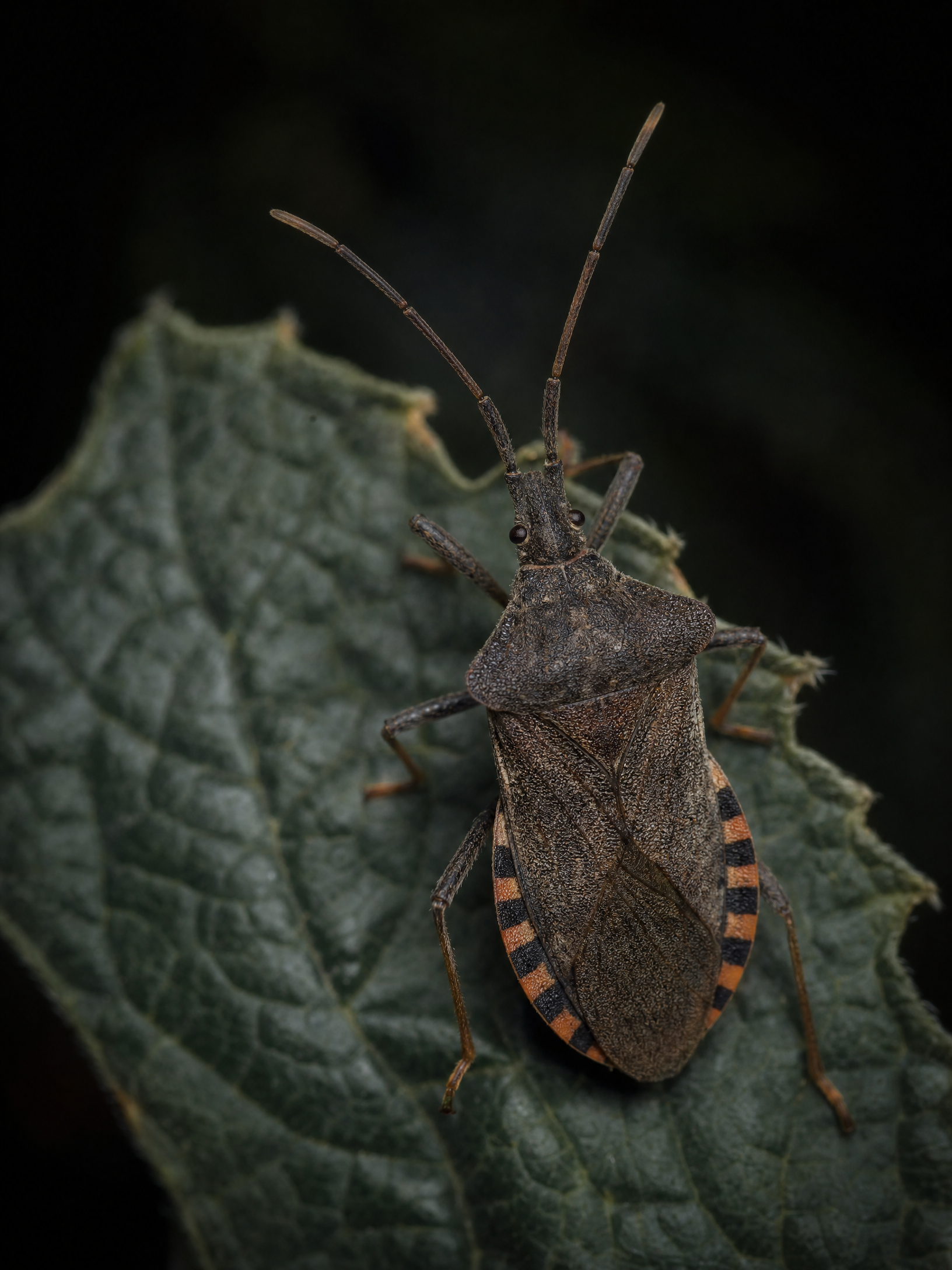 Squash Bug