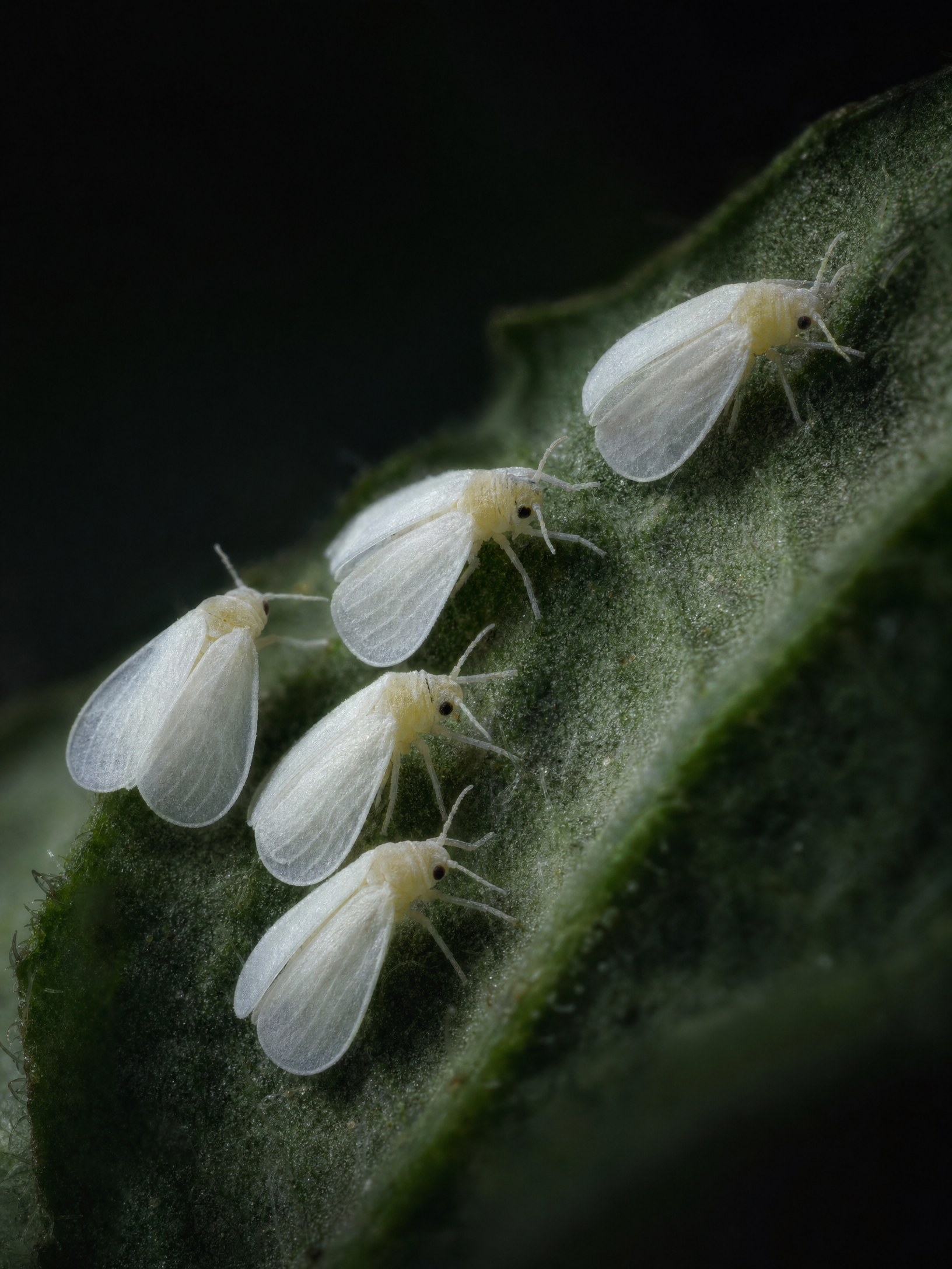 Whitefly