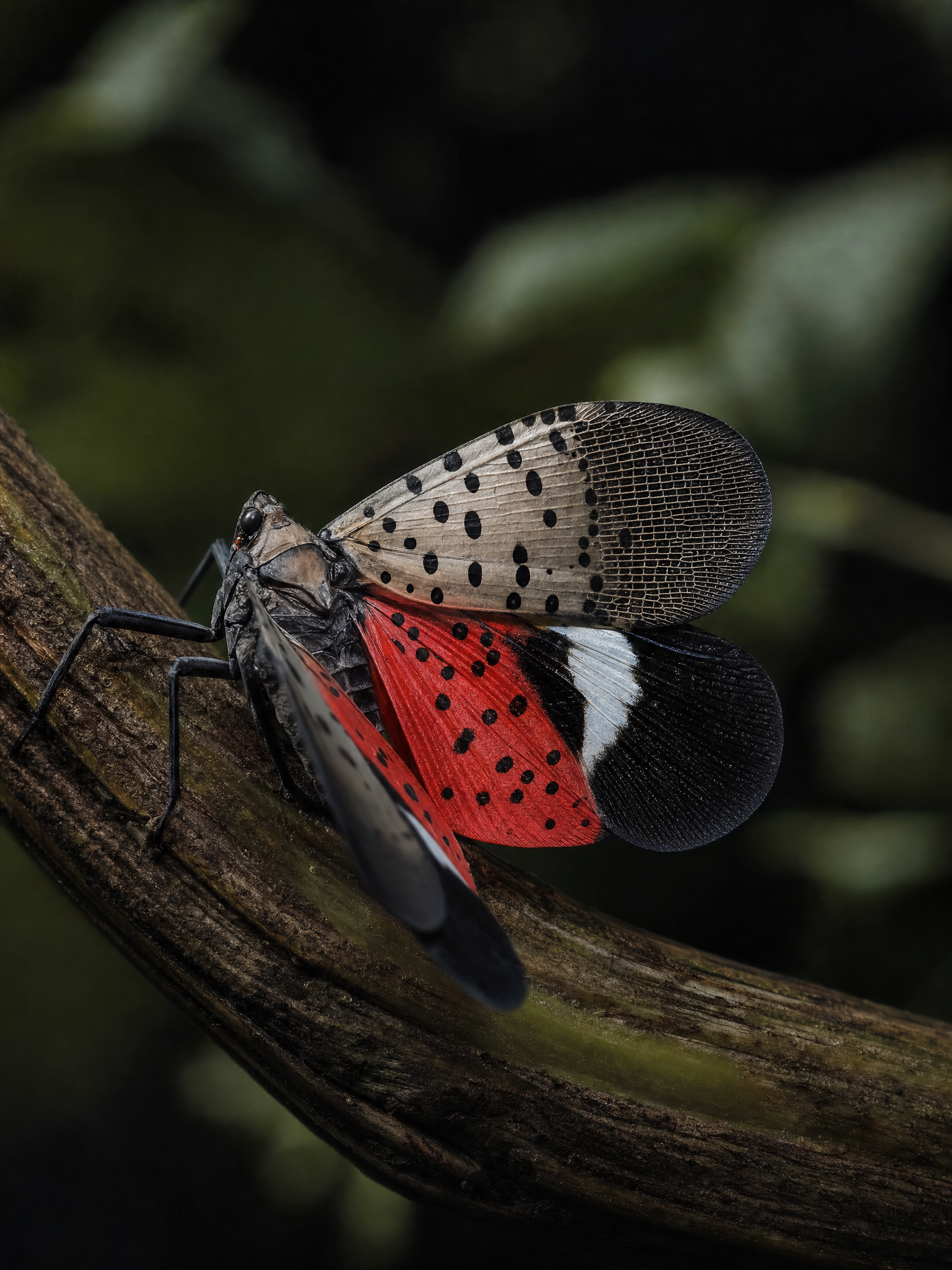 Spotted Lanternfly