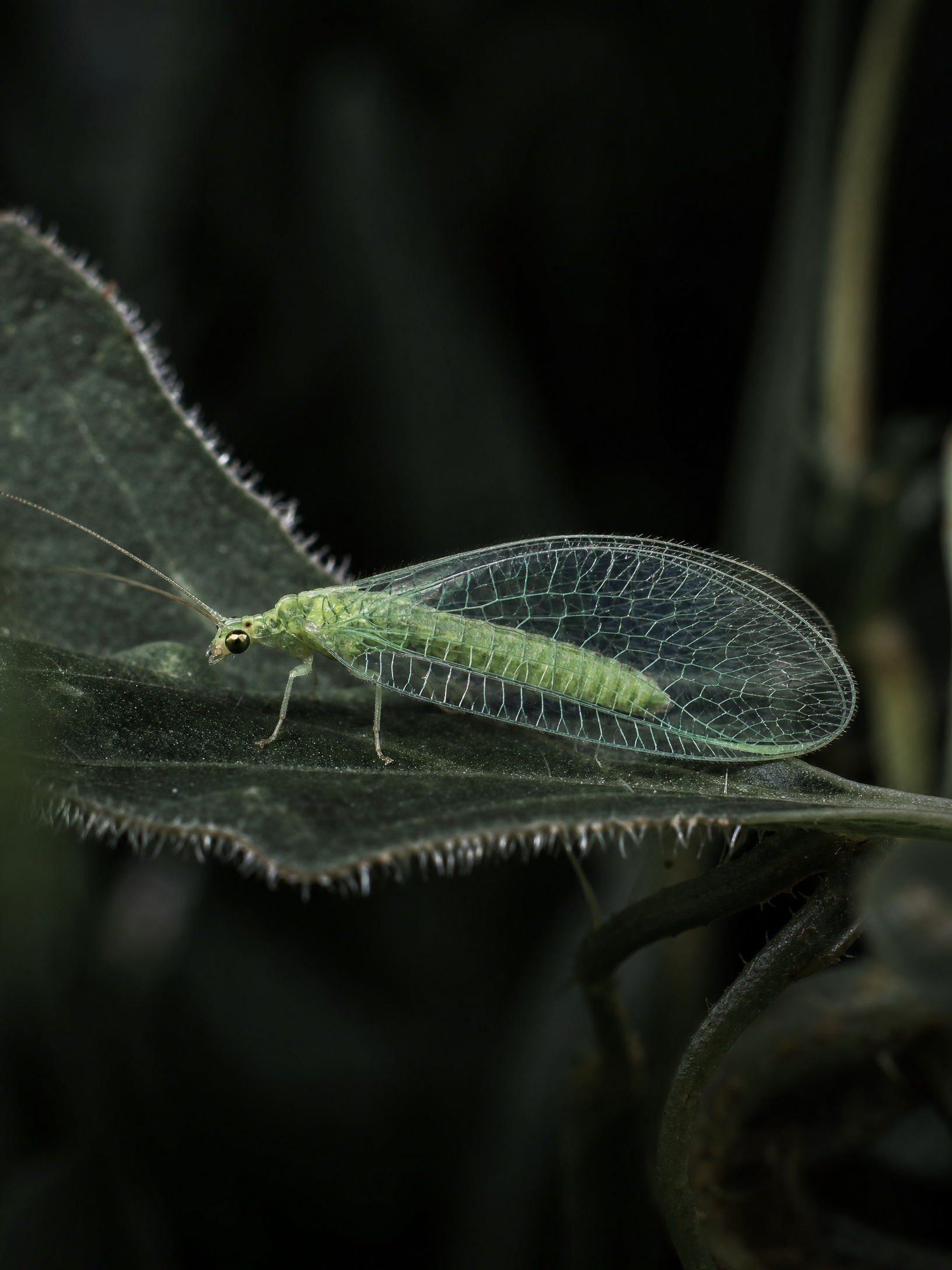 Green Lacewing