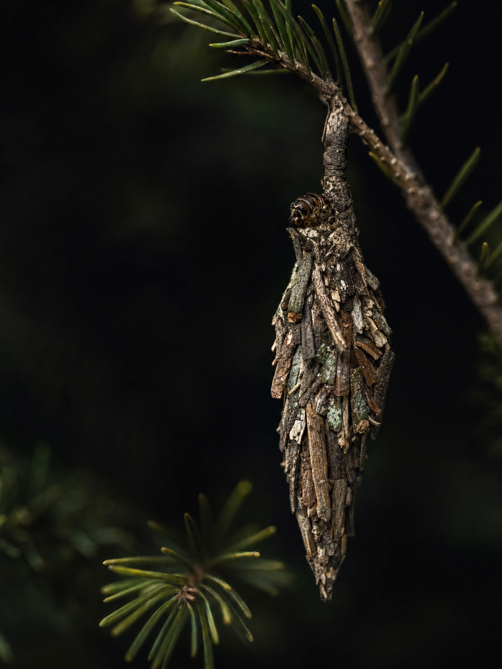 Bagworm