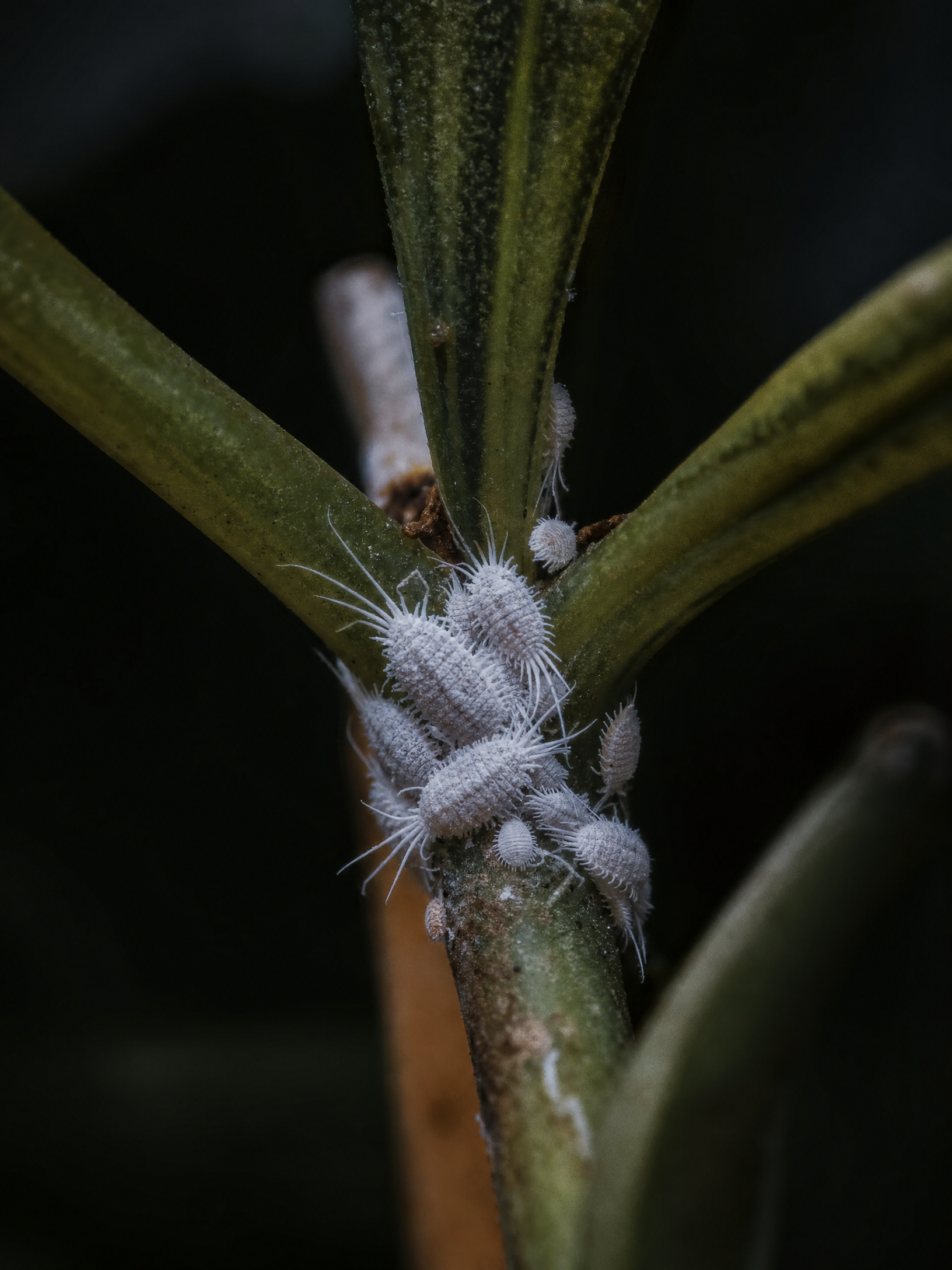 Mealybug