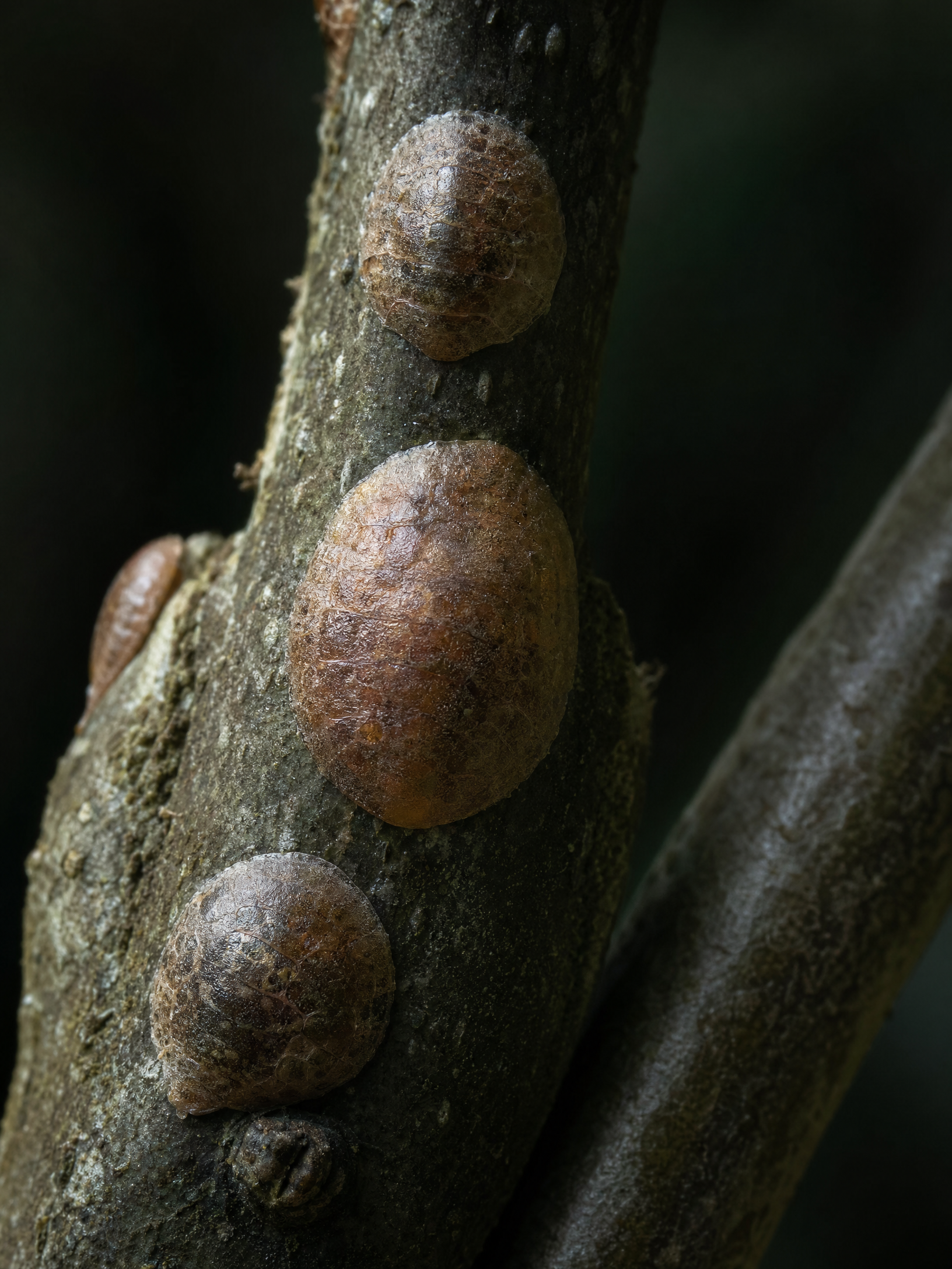 Brown Soft Scale